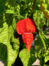 Load image into Gallery viewer, RB003 Pepper Seeds
