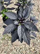 Load image into Gallery viewer, Black Pearl Pepper Plant
