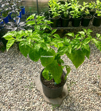 Load image into Gallery viewer, RB003 Pepper Plant
