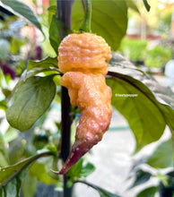 Load image into Gallery viewer, Purple Peach Carolina Reaper – Pepper Seeds
