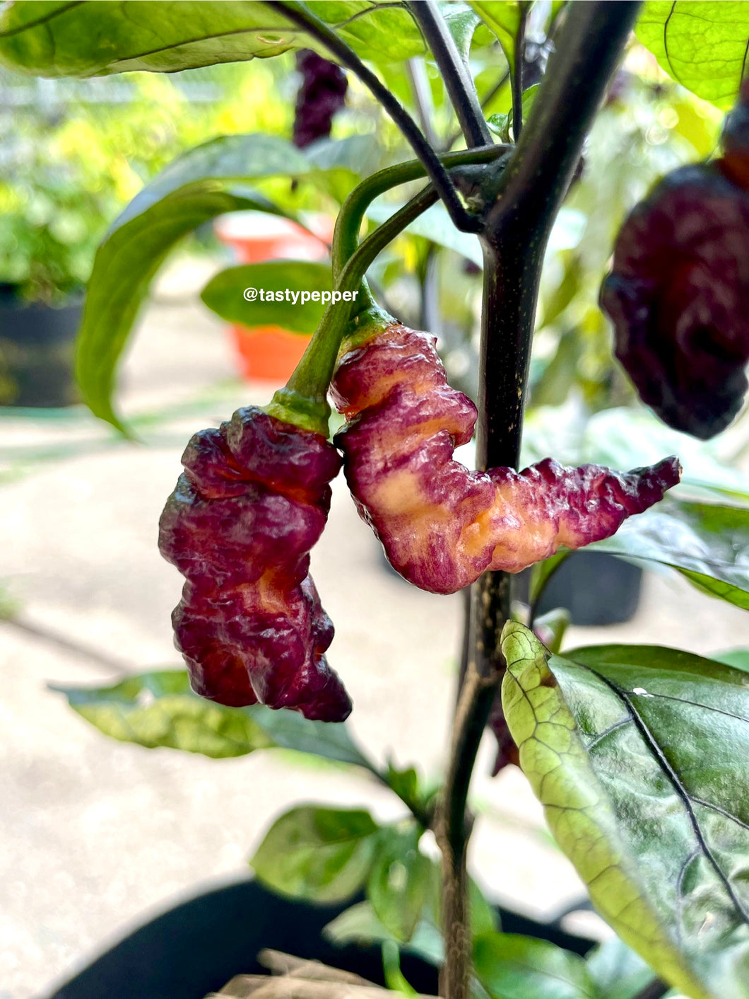 Thor's Thunderbolt Pepper Seeds