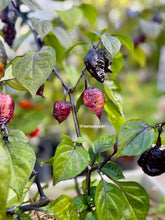 Load image into Gallery viewer, Pockmark Peach Pepper Plant