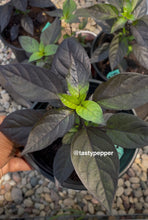 Load image into Gallery viewer, Black Pearl Pepper Plant