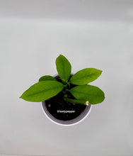 Load image into Gallery viewer, Eureka Lemon Live Plant
