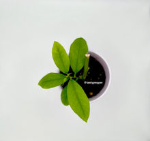 Load image into Gallery viewer, Eureka Lemon Live Plant
