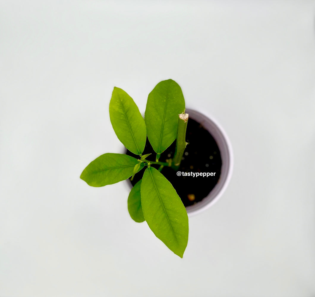 Eureka Lemon Live Plant