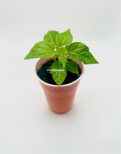 Load image into Gallery viewer, Orange Habanero Live Plant
