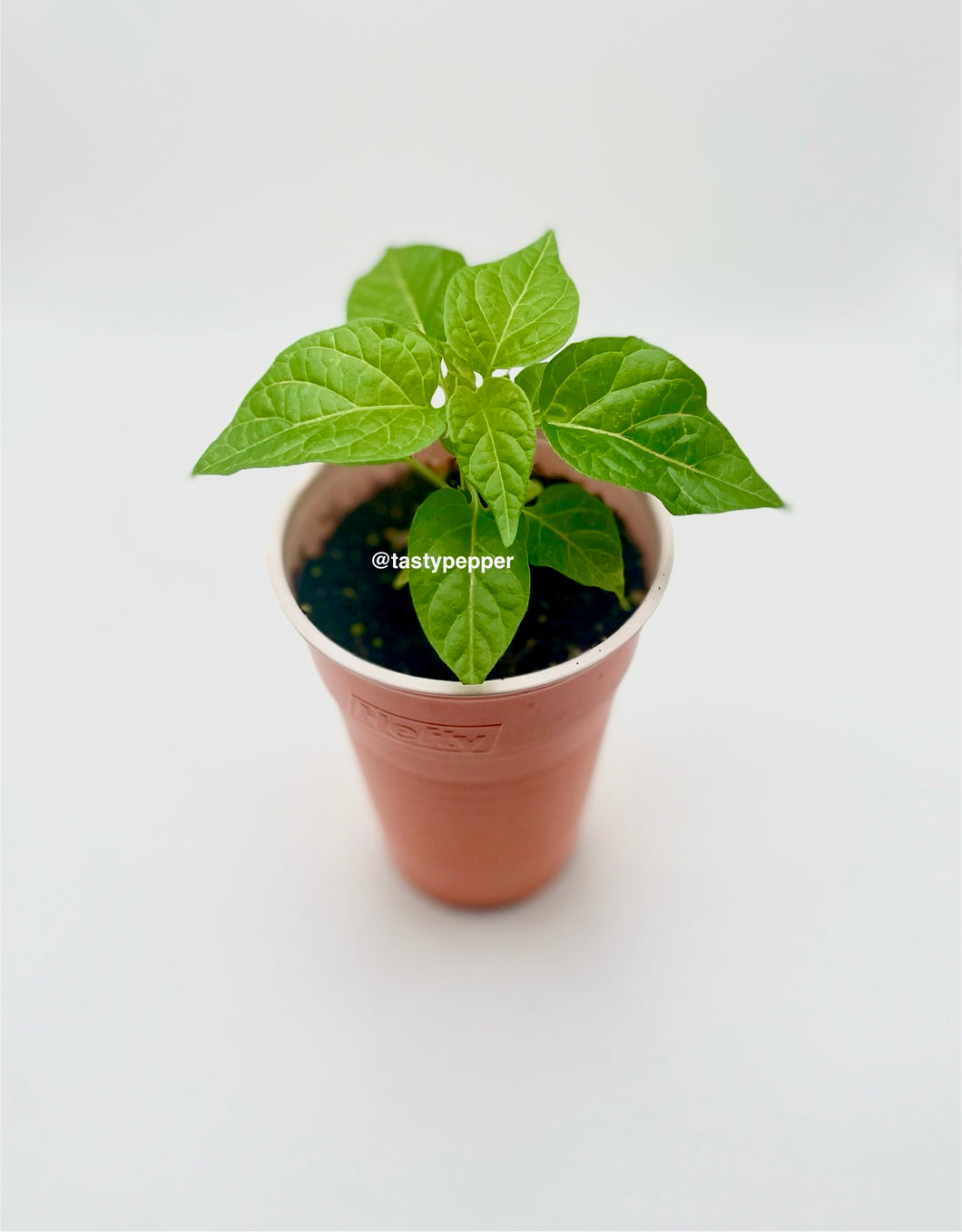 Orange Habanero Live Plant