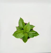 Load image into Gallery viewer, Orange Habanero Live Plant
