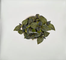 Load image into Gallery viewer, Pockmark Peach Pepper Plant