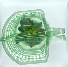 Load image into Gallery viewer, Jays Peach Ghost Live Plant
