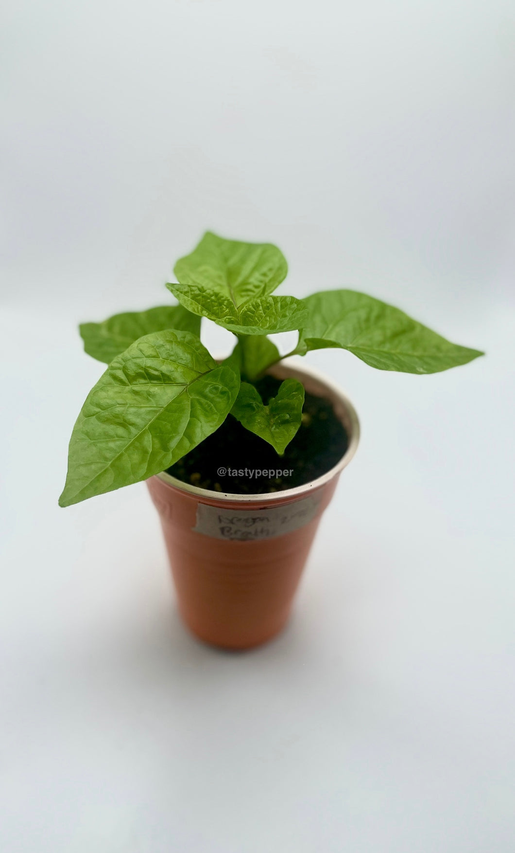 Dragon Breath Live Plant