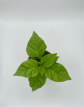 Load image into Gallery viewer, Dragon Breath Live Plant
