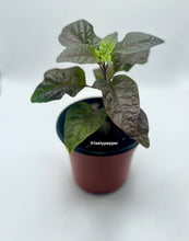 Load image into Gallery viewer, Gator Jig-Saw Orange Pepper Live Plant
