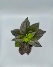 Load image into Gallery viewer, Gator Jig-Saw Orange Pepper Live Plant
