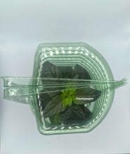 Load image into Gallery viewer, Gator Jig-Saw Orange Pepper Live Plant
