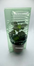 Load image into Gallery viewer, Gator Jig-Saw Orange Pepper Live Plant
