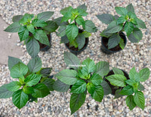 Load image into Gallery viewer, Black Panther Pepper Live Plant
