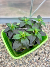 Load image into Gallery viewer, Gator Jig-Saw Orange Pepper Live Plant
