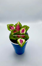 Load image into Gallery viewer, Kong Pink Salmon Coleus Live Plant
