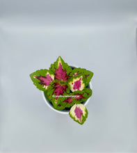 Load image into Gallery viewer, Kong Pink Salmon Coleus Live Plant
