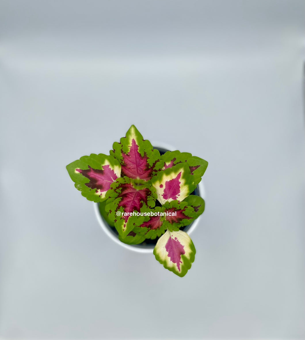 Kong Pink Salmon Coleus Live Plant