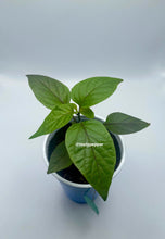 Load image into Gallery viewer, Black Panther Pepper Live Plant
