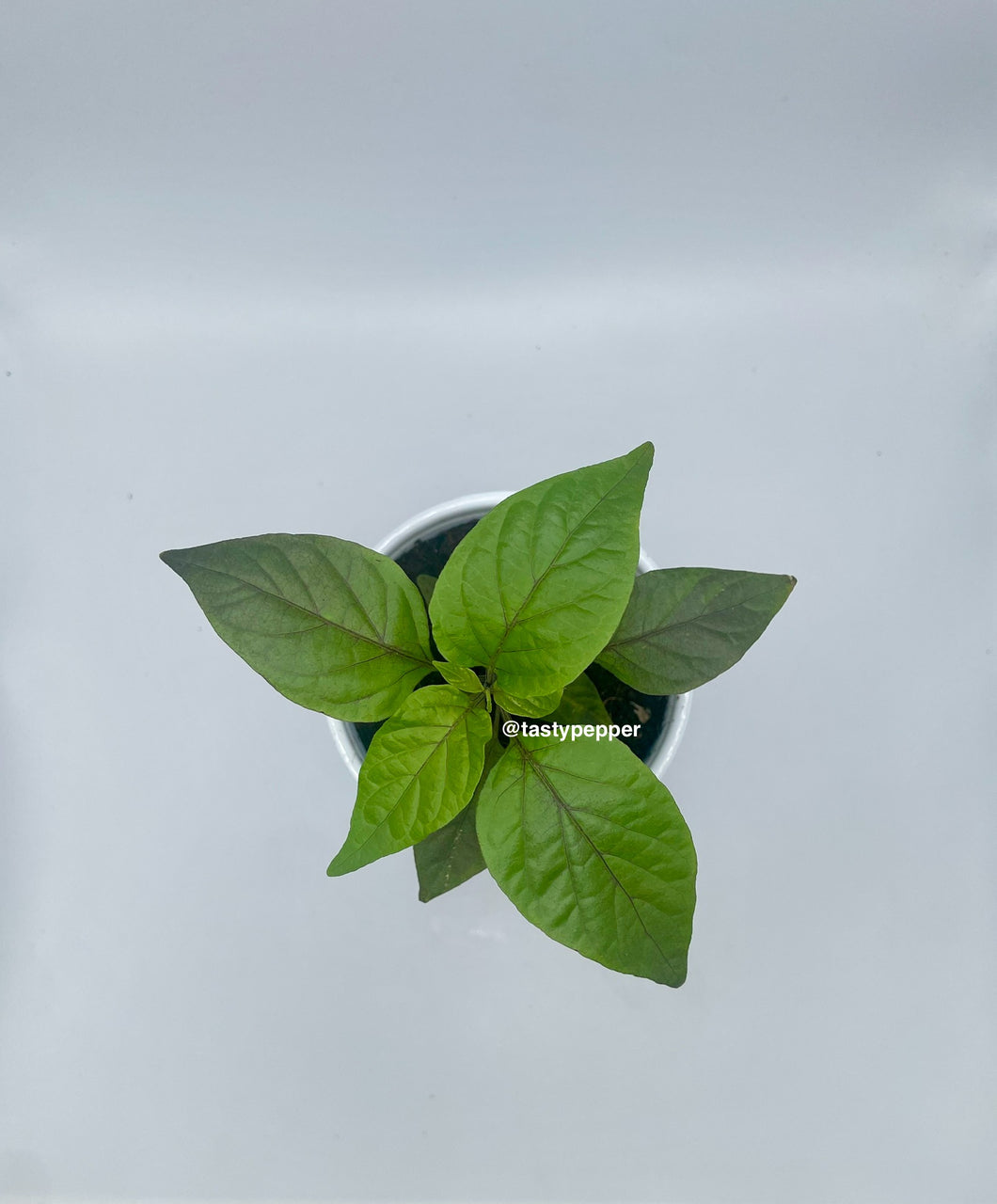 Mini Carolina Reaper Plant