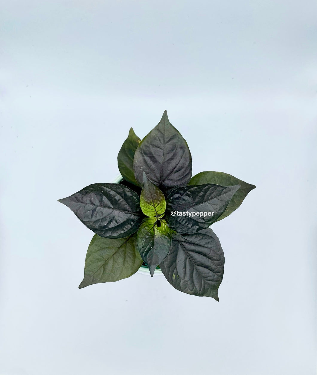 Thor's Thunderbolt-Live Plant