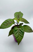 Load image into Gallery viewer, Purple Peach Carolina Reaper – Live Plant
