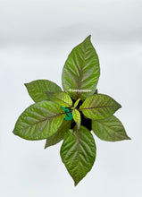Load image into Gallery viewer, Purple Peach Carolina Reaper – Live Plant
