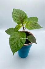 Load image into Gallery viewer, Cheiro Roxa-Live Plant
