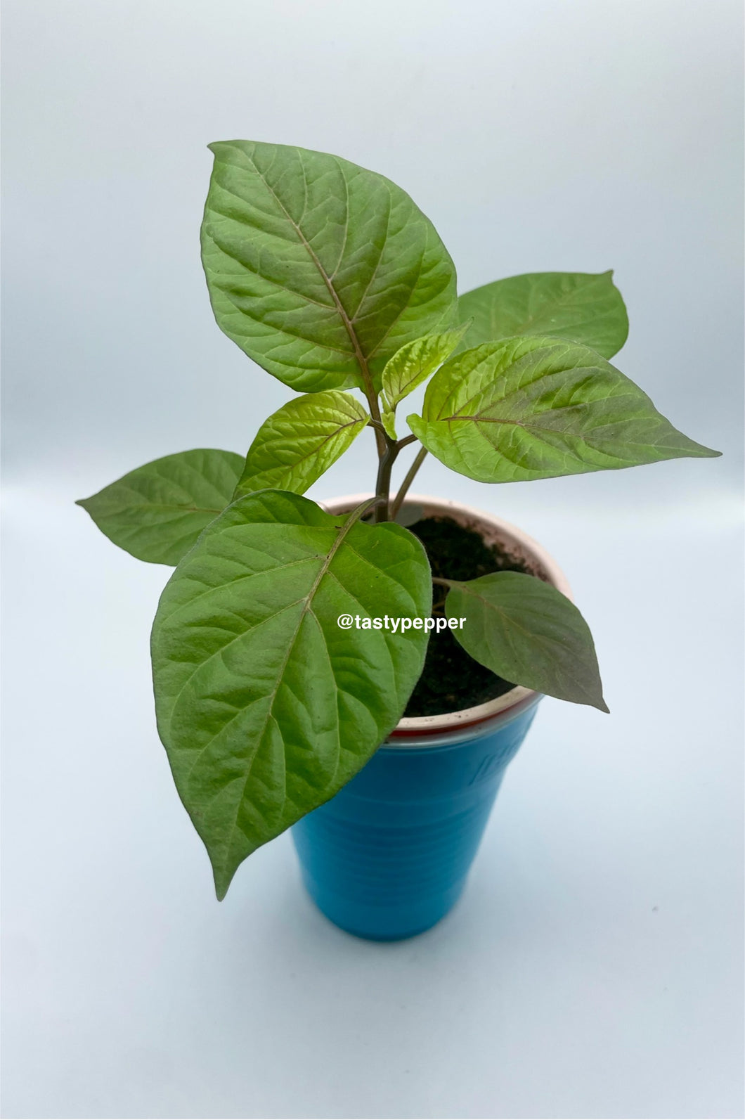 Cheiro Roxa-Live Plant