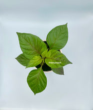 Load image into Gallery viewer, Cheiro Roxa-Live Plant
