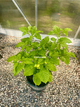 Load image into Gallery viewer, White UFO Pepper Plant
