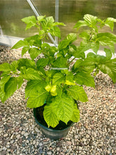 Load image into Gallery viewer, White UFO Pepper Plant
