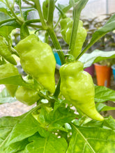 Load image into Gallery viewer, White UFO Pepper Seeds
