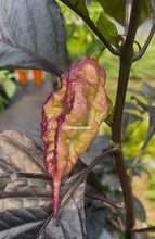 Load image into Gallery viewer, Fox Purple Naga Ruby Seeds
