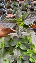 Load image into Gallery viewer, Fox Purple Naga Ruby Plant

