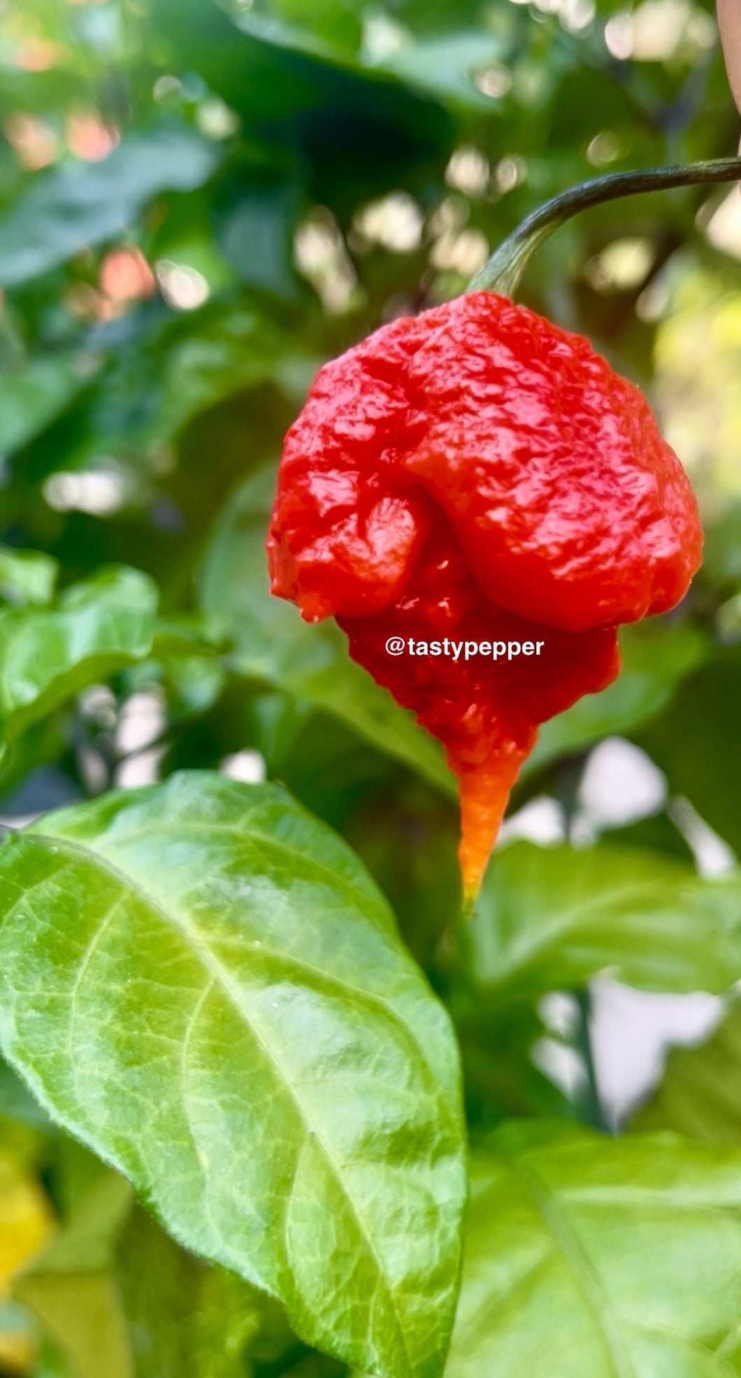 Dragon Breath Pepper Seeds