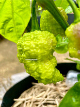 Load image into Gallery viewer, RB003 Pepper Seeds
