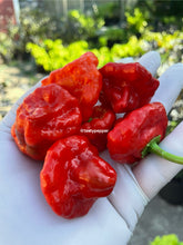 Load image into Gallery viewer, Jamaican Red Scotch peppers held in a white-gloved hand with a blurred garden background