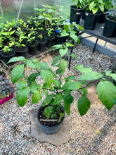 Load image into Gallery viewer, Potted plants in a greenhouse setting with &#39;tasty pepper&#39; branding.
