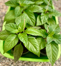 Load image into Gallery viewer, A Jay Peach Ghost pepper plant with green leaves inside a greenhouse.
