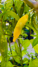 Load image into Gallery viewer, Yellow lemon drop chili pepper growing on a plant with green leaves.