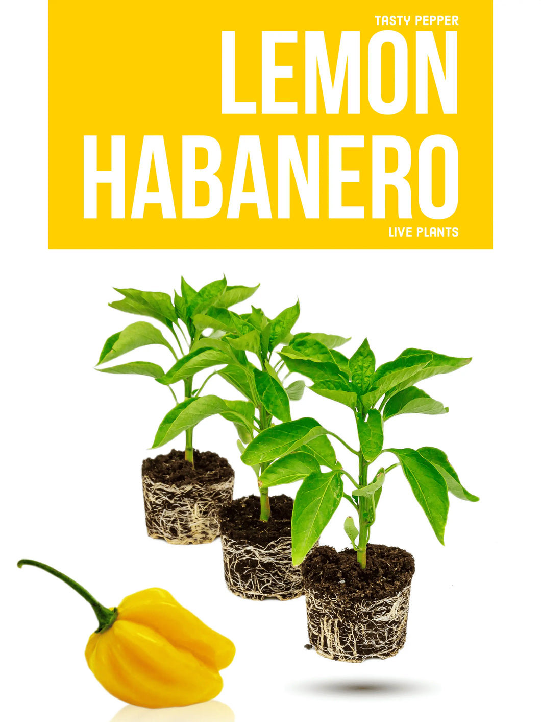 Lemon Habanero Plant