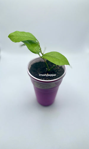 Meyers Lemon in solo cup