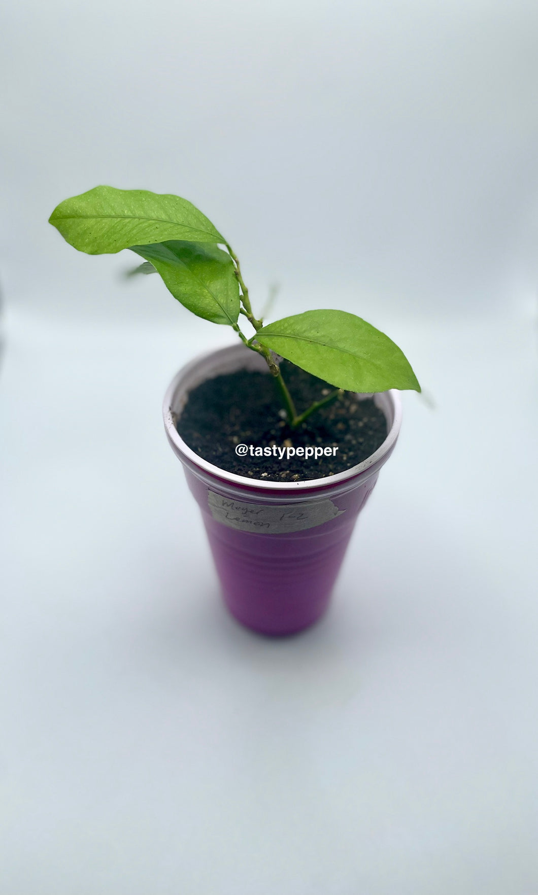 Meyers Lemon in solo cup