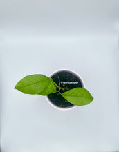 Load image into Gallery viewer, Meyers Lemon top view In solo cup
