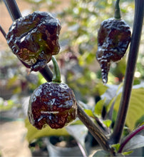 Load image into Gallery viewer, Three purple unripe mini Carolina peppers on a plant with a blurred background
